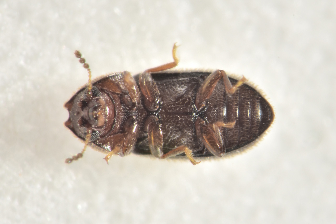 Ciidae: Ennearthron cornutum? Sì...